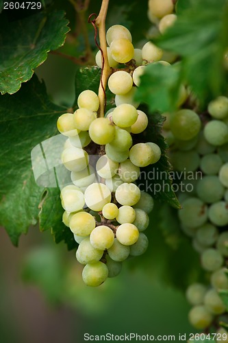 Image of Grapes