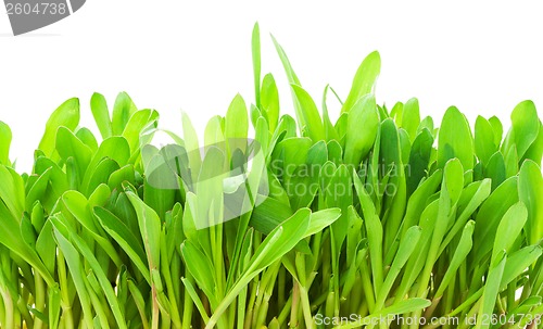 Image of Green grass