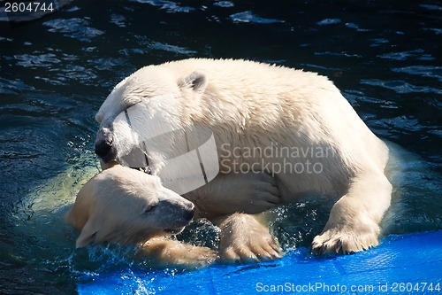 Image of Polar bear