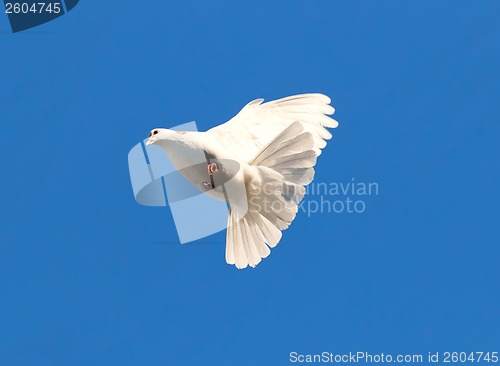 Image of White pigeon