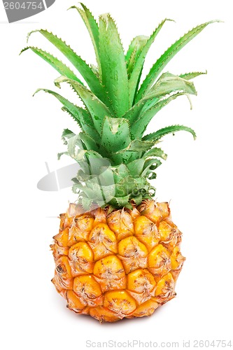 Image of Pineapple