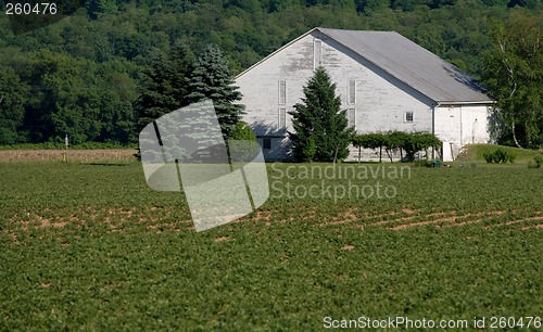 Image of White bank barn in Springtime