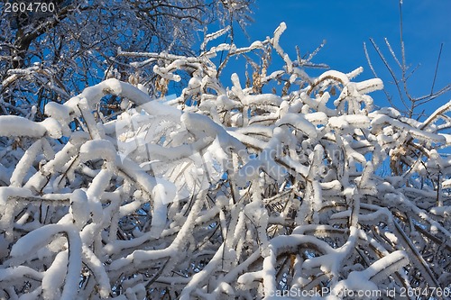 Image of Winter forest