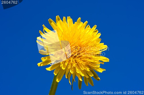 Image of Dandelion