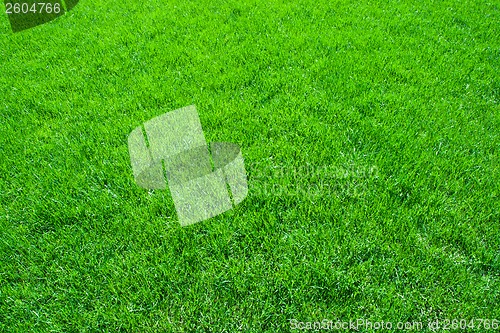 Image of Green grass