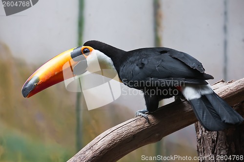 Image of Toucan