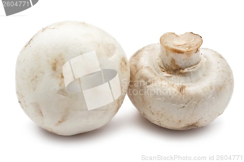 Image of Champignon mushrooms