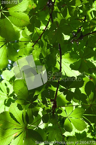 Image of Leaves background