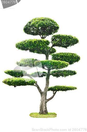Image of Bonsai Tree