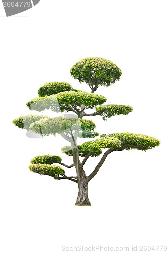 Image of Bonsai Tree