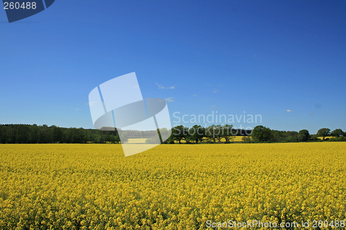 Image of nice rape field