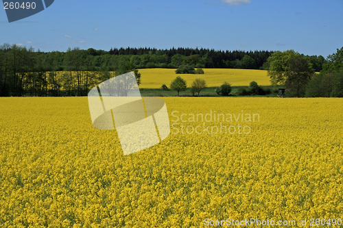 Image of nice rape field