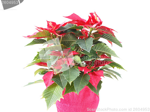 Image of Poinsettia