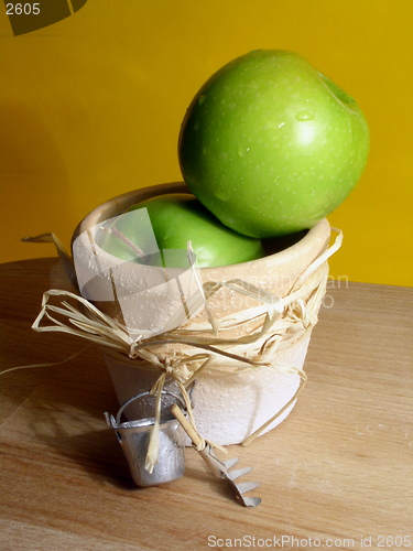 Image of gardening: apples