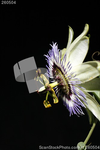 Image of Passionflower (Passiflora caerulea)