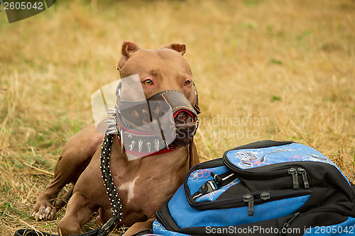 Image of Large pedigreed dog guarding the things of the owner.