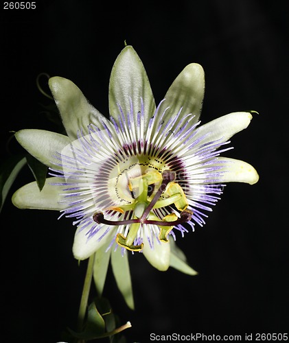 Image of Passionflower (passiflora caerulea)