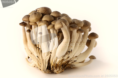 Image of Brown beech mushrooms