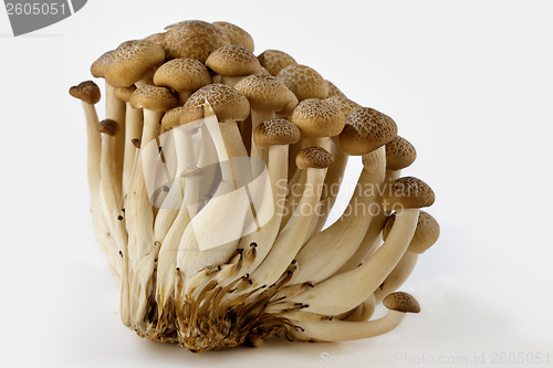 Image of Brown beech mushrooms