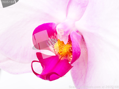 Image of Purple orchid close up