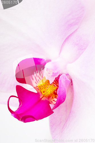 Image of Orchid radiant close up