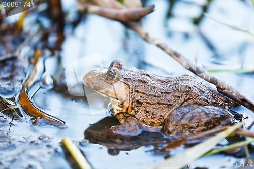 Image of Wildness frog in lake