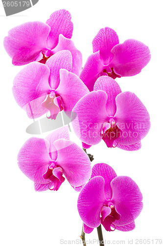 Image of Orchid radiant flower