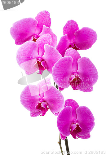 Image of Orchid radiant flower 