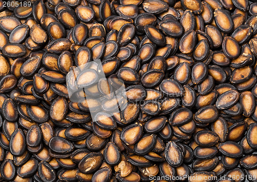 Image of Dried black watermelon seed