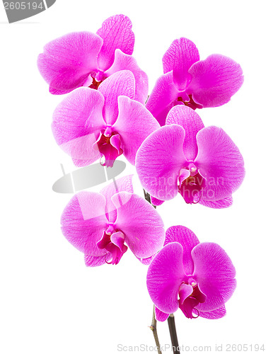 Image of Orchid radiant flower