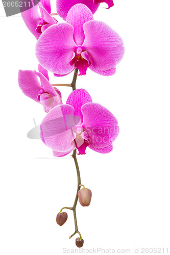 Image of Orchid radiant flower isolated