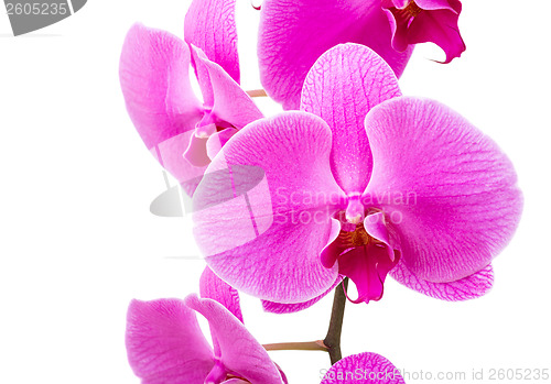 Image of Purple orchid