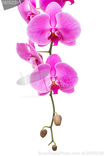 Image of Orchid flower