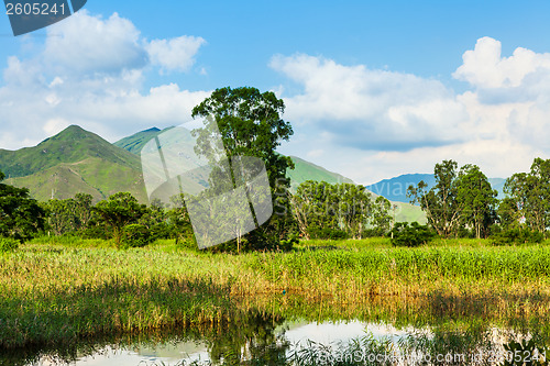 Image of Wetland