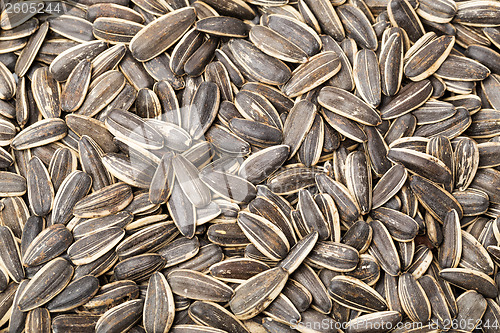 Image of Sunflower seed