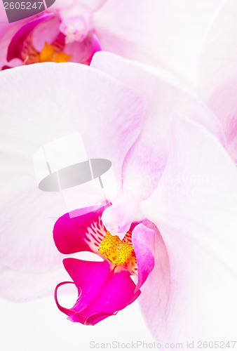 Image of Orchid radiant