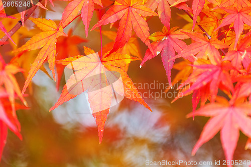 Image of Red maple leave