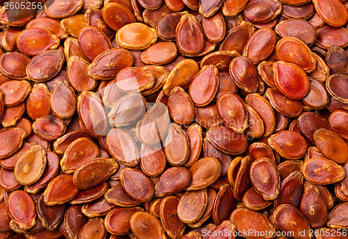 Image of Dried red watermelon seed