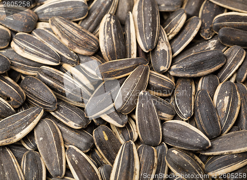 Image of Sunflower seed close up