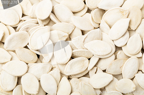 Image of White Pumpkin seed