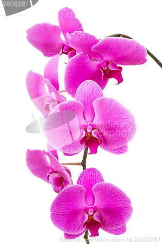 Image of Orchid radiant flower isolated 