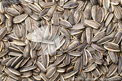 Image of Sunflower seed