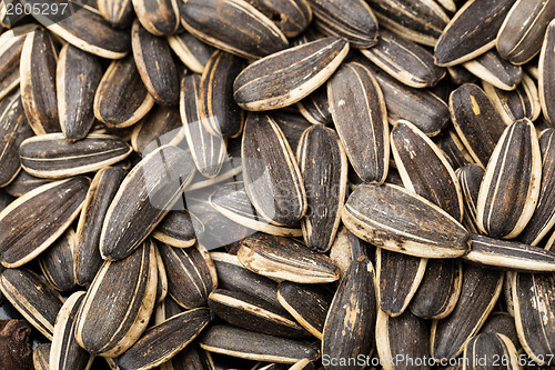 Image of Sunflower seed close up