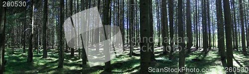 Image of pine forest panorama