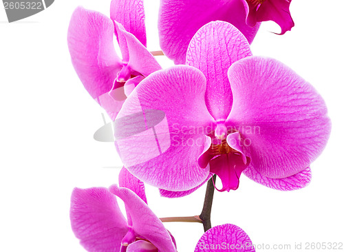Image of Orchid radiant flower close up
