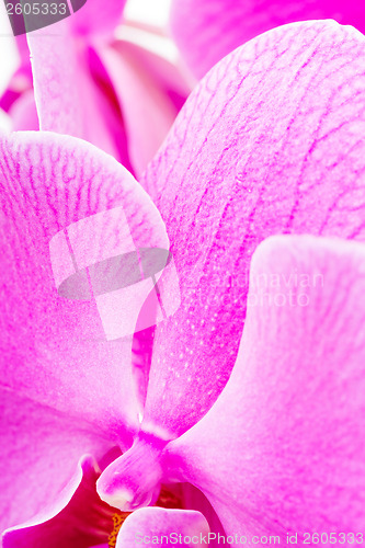 Image of Purple orchid texture