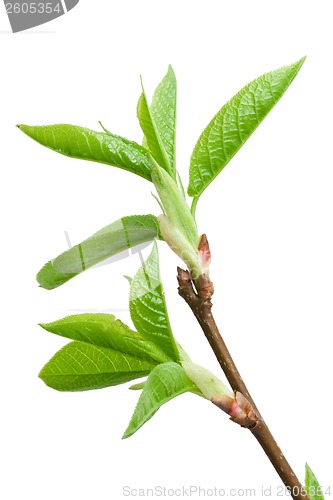 Image of Tree branch in spring