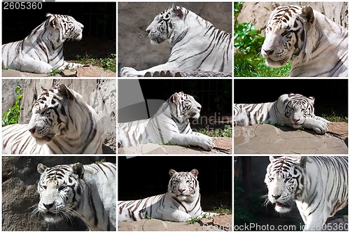Image of White Tiger