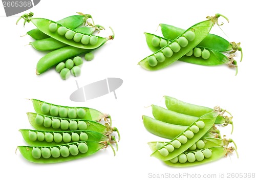 Image of Pea