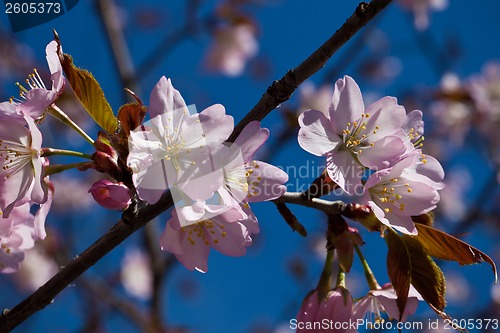 Image of Cherry blossom